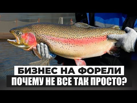 Видео: Ошибки при Выращивании ФОРЕЛИ, из-за которых Фермы ТЕРЯЮТ МИЛЛИОНЫ! Как Выращивать ФОРЕЛЬ В УЗВ?