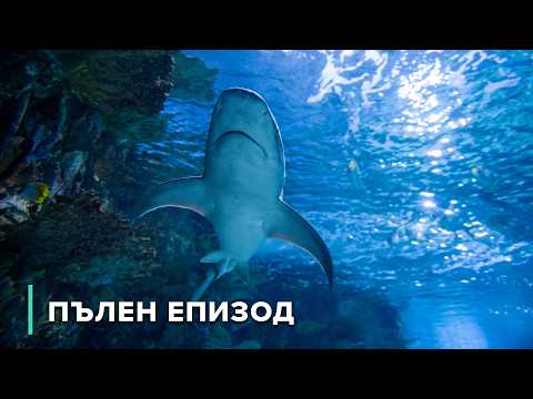 Видео: Смъртоносни акули и прикрити влечуги | Африка: Зъби и нокти 103 + 104