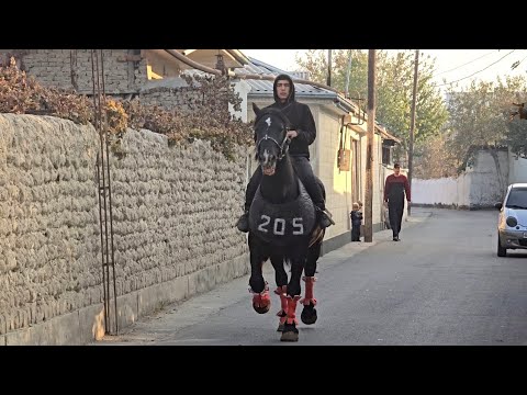 Видео: ДОСТОНДА 205 ОТ СОТИЛАДИ...#horse #конноеранчо #rek 