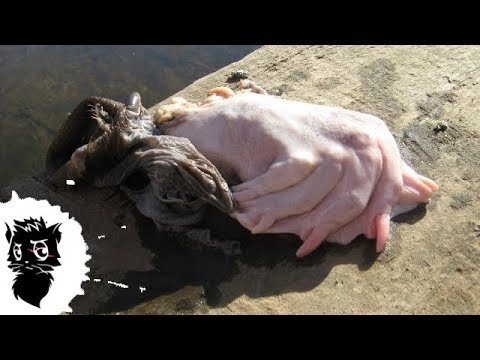 Видео: 5 МОНСТРОВ ИЗ КАНАЛИЗАЦИИ СНЯТЫХ НА КАМЕРУ [Черный кот]