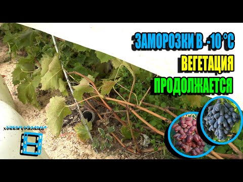 Видео: НАСКОЛЬКО ПРОДЛИЛ ВЕГЕТАЦИЮ ВИНОГРАДА С ПРОТИВОЗАМОРОЗОЧНОЙ СИСТЕМОЙ? СЕВЕРНЫЙ ВИНОГРАДНИК 25-36