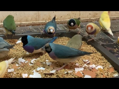 Видео: Ноябрь,Амадины Гульда.