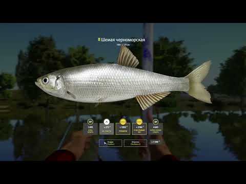 Видео: ЛУЧШИЙ ФАРМ ДЛЯ НОВИЧКА НА МАХИ НА СЕВЕРСКОМ ДОНЦЕ НА ШЕМАЕ В РУССКОЙ РЫБАЛКЕ 4 РР4