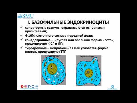 Видео: Лекция Гистология эндокринной системы 1