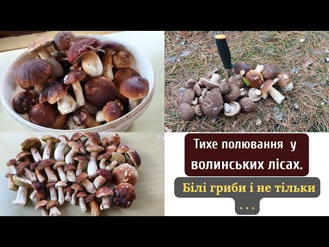 Видео: Тихе полювання. Збираємо гриби.