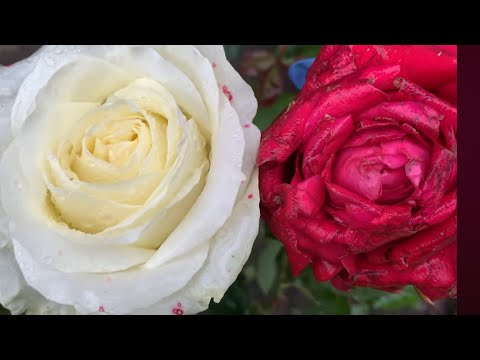 Видео: Осенняя черенка