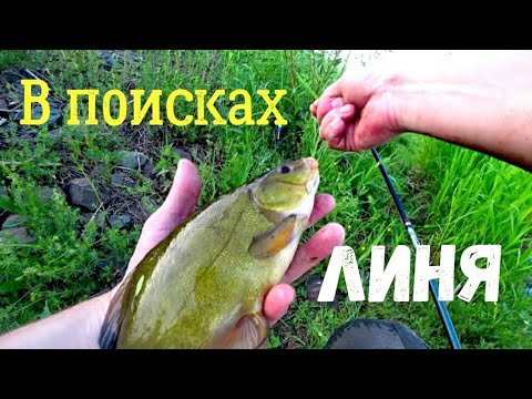 Видео: Поймал ЛИНЕЙ! Рыбалка на удочку!