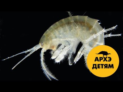 Видео: Подземный мир| Вадим Марьинский (выпуск 5)