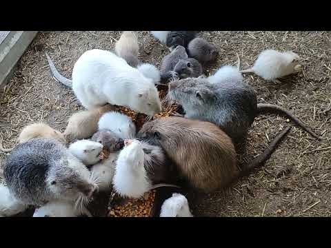 Видео: Нутрия..и актуальные вопросы!!!