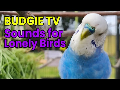 Видео: Budgie TV: красивые, веселые звуки волнистого попугайчика для одиноких птиц