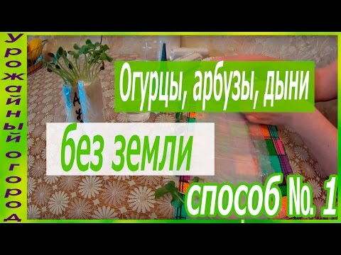 Видео: РАССАДА ОГУРЦА,АРБУЗА И ДЫНИ БЕЗ ЗЕМЛИ!!!ОТЛИЧНЫЙ СПОСОБ №1