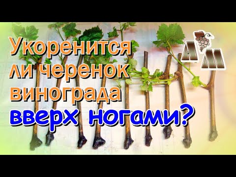 Видео: Укоренение черенков винограда вверх ногами