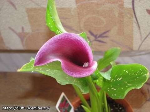Видео: Хранение клубней каллы зимой. Store the tubers in the winter calla.