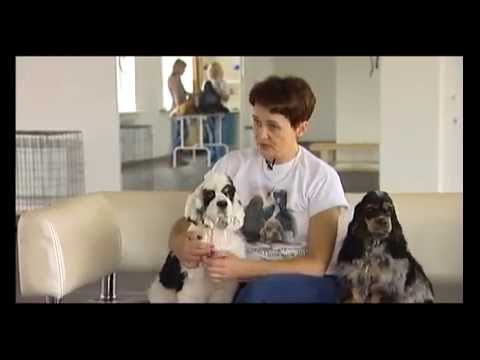 Видео: Американские кокер спаниели