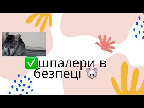 Видео: 🐭Що робити якщо шиншила гризе та бруднить шпалери ⁉️