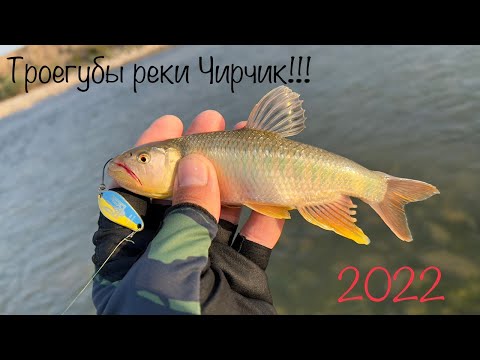 Видео: Троегубы реки Чирчик!!!