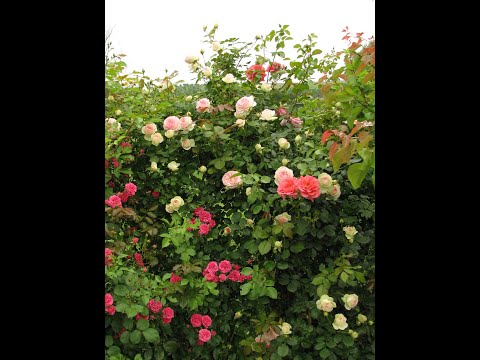 Видео: Обрезка эден розе после цветения,  rozarium.biz  питомник роз Полины Козловой