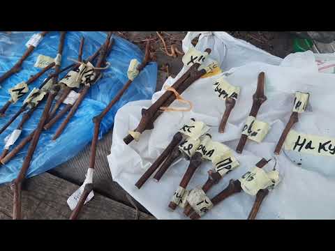 Видео: Какие сорта пойдут на перепрививку кустов винограда в 2024 году