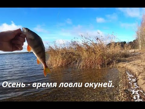 Видео: Осень - время ловли окуней.