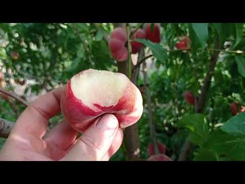 Видео: Персик инжирный из косточки. На одном дереве два сорта.