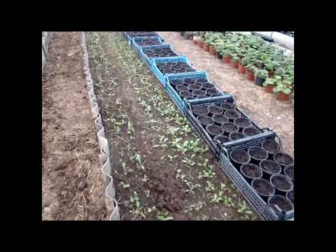 Видео: Маттиола высаженная к 8 марта-- обзор