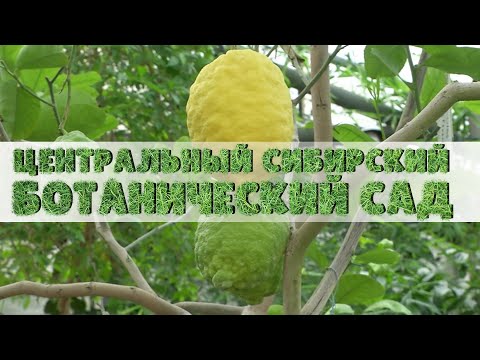 Видео: БОТАНИЧЕСКИЙ САД | экскурсия | Телеканал ОТС
