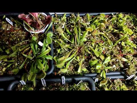 Видео: Зимовка Венериных Мухоловок, Саррацений, Росянок. 2021 г- 2022 г.