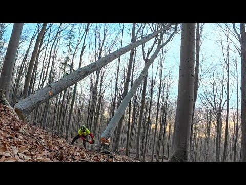 Видео: Работа в каменистой местности, Лесозаготовка на пологом склоне, Stihl ms 261C-M, Amles, Zetor,