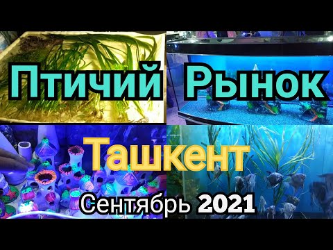 Видео: Янгиабад базар, Птичий рынок Узбекистан Ташкент, аквариумы, рыбки, растения, корма, оборудование