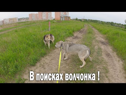 Видео: Поиски Волчонка Аяврика 2 в Армавире с Волчицей Луной... Зашел в гости к Вартану... Увидел подкоп ?!