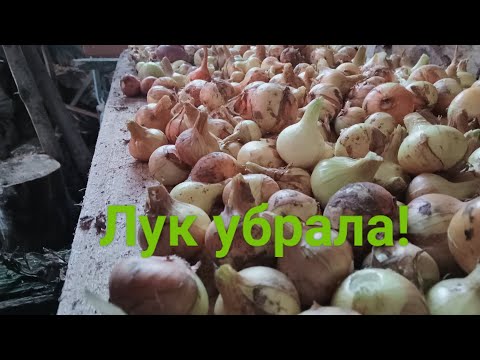 Видео: Коза возрастная в положении. Не делайте так.