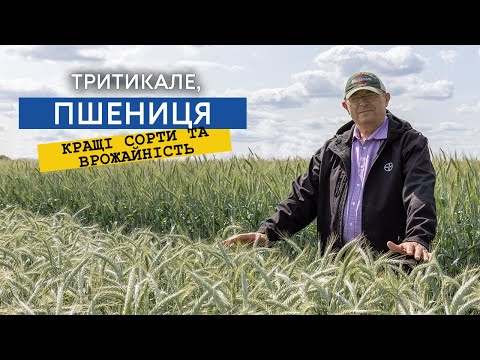 Видео: Цей сорт пшениці здивує навіть досвідчених фермерів! Огляд тритикале.