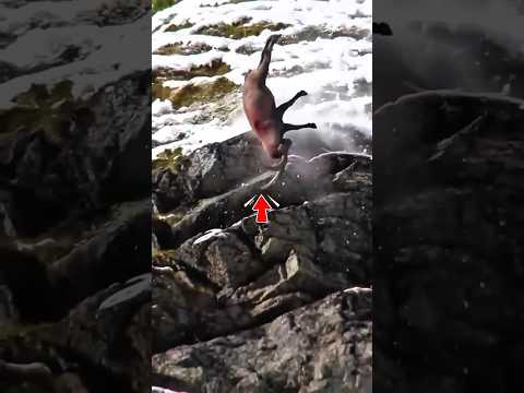 Видео: Опасная охота на горную овцу — борьба за жизнь  🐑