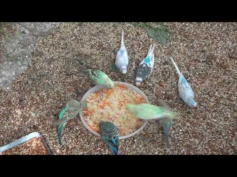 Видео: Что в гнёздах попугаев летом 2024 года