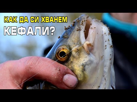 Видео: Как да си хванем кефали / How to catch chubs