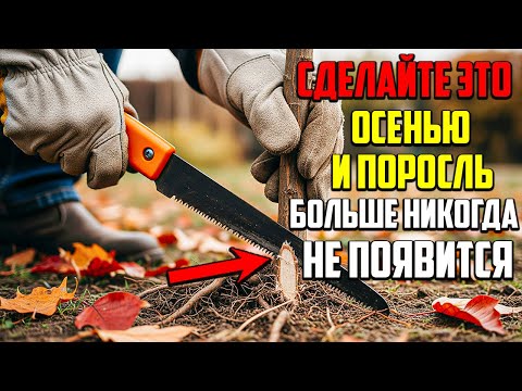 Видео: Всего Один Метод Осенью, И Вы Забудете Про Поросль Навсегда!