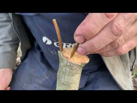 Видео: 14.03.25. Щеплення за кору