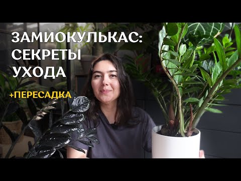 Видео: Пересадка ЗАМИОКУЛЬКАСОВ | как ВЫРАСТИТЬ БОЛЬШОЙ замиокулькас | ГРУНТ, ПОЛИВ и другие тонкости🪴