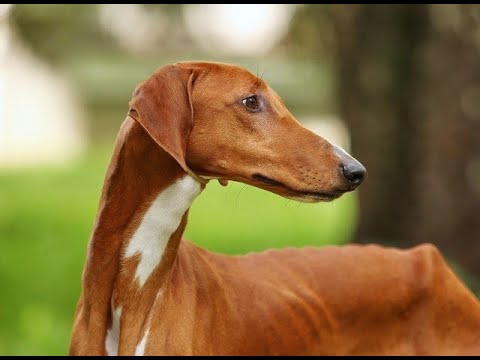 Видео: АЗАВАК И СЛЮГИ (АРАБСКАЯ БОРЗАЯ)