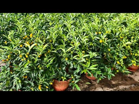 Видео: АНДИЖОН ЖАХОН БОЗОРИ ГУЛ БОЗОРИ 5 НОЯБР 2025 ЙИЛ