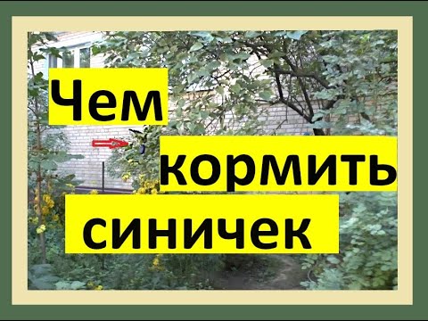Видео: Чем кормить синичек?