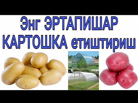 Видео: ЭНГ ЭРТАПИШАР КАРТОШКА етиштириш