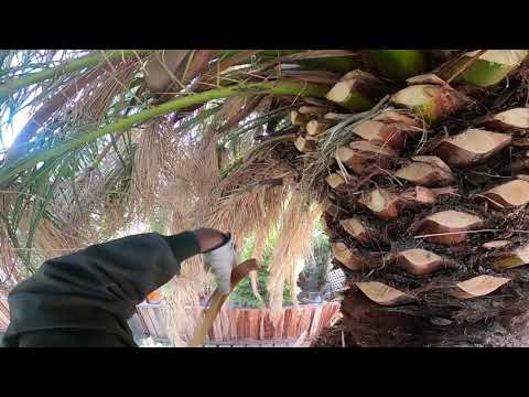 Видео: САМОЕ ОПАСНОЕ ДЕРЕВО