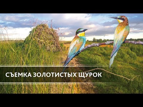 Видео: Съемка золотистых щурок