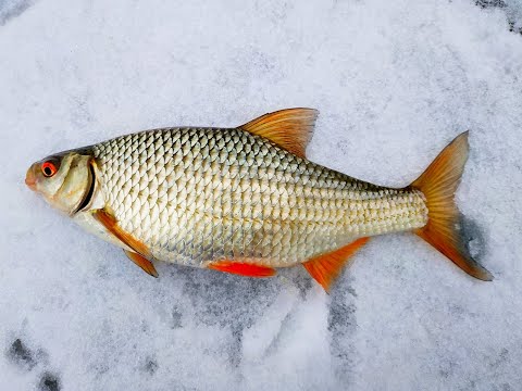 Видео: Оставил ВЕРТОЛЁТЫ без присмотра!!! Крупная плотва на мелководье  Зимняя рыбалка 2020-2021