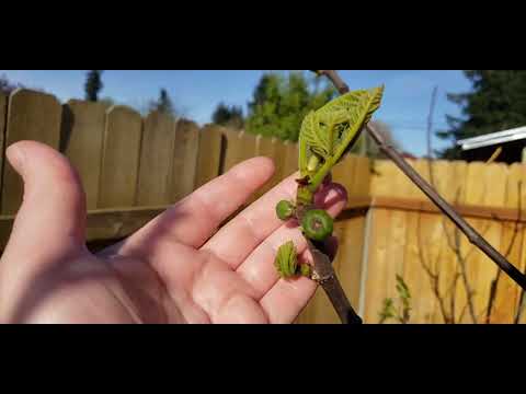 Видео: Зачем разгонять инжир. Формировка.