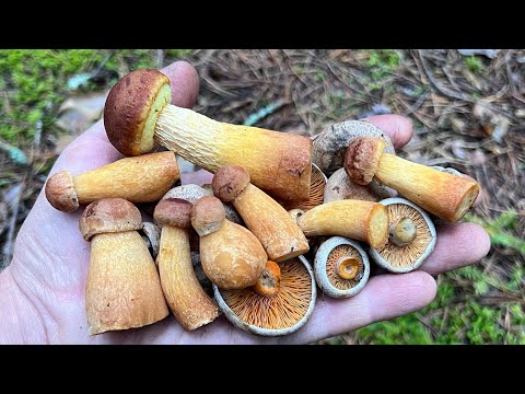 Видео: ЧУДО ГРИБАЛКА ! ЗОЛОТИСТЫЙ БОРОВИК И НОВЫЕ РЫЖИКИ ! Грибы 2025 !