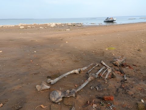 Видео: Рыбинское водохранилище 2015//Острова и...кости!!! Лодка ПВХ и мотор Гладиатор 9.9//