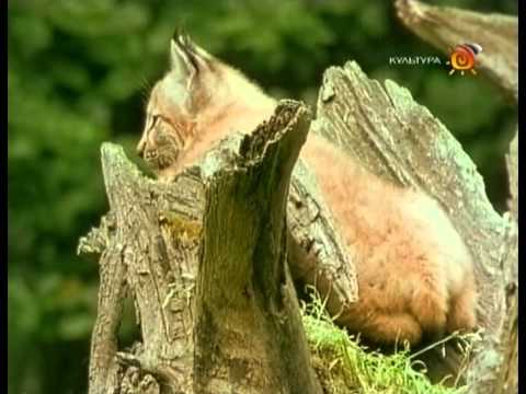 Видео: Рысь. Воспитание Хищника. Дикая Планета.