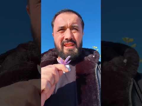 Видео: Ҳадисларда келган машҳур ўсимлик, Jizzah, O'zbekiston, Abror Muxtor Aliy (11-Noyabr 2025)